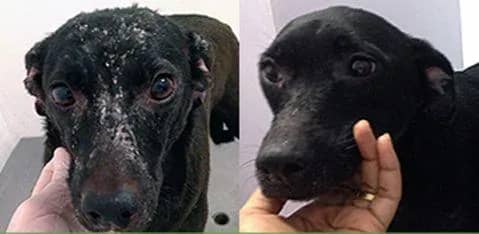 Imagem da campanha Ração