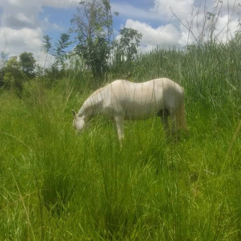 Imagem da campanha Cavalo Machador, Castrado Muito Manso, Próprio Para Crianças, Muito Dócil..