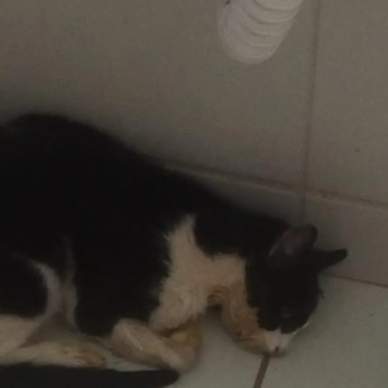 Imagem da campanha Ajude pela vida do Chico