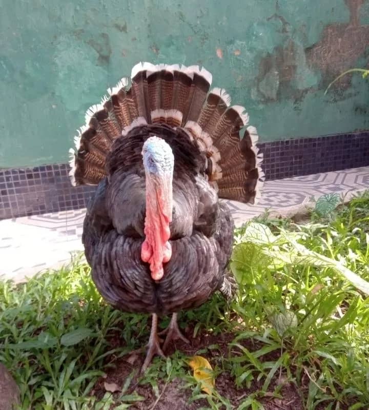 Imagem da campanha Rifa