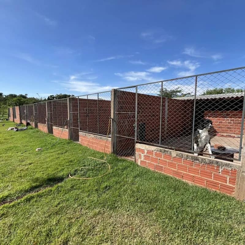 Imagem da campanha ONG dignidade animal