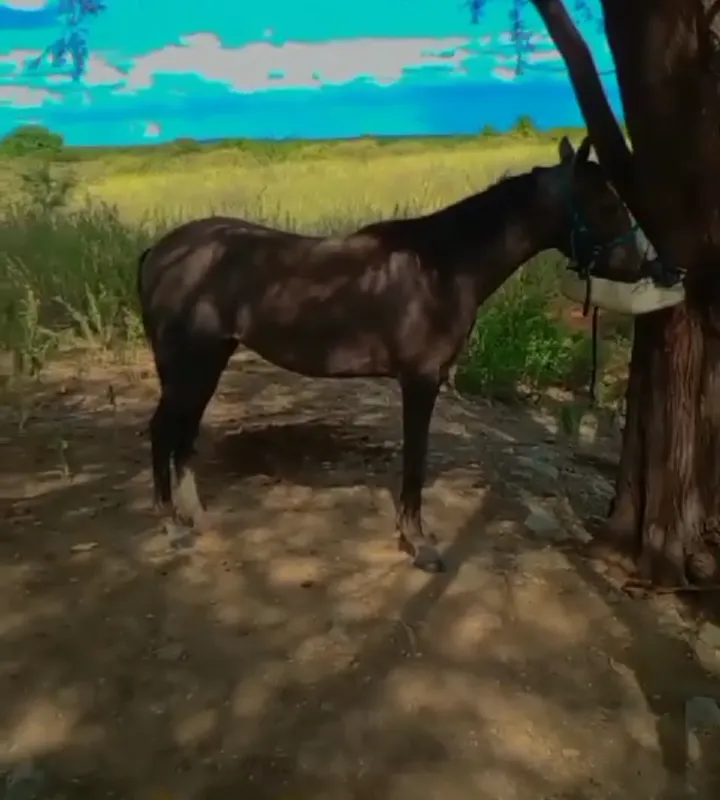 Imagem da campanha Rifa_se égua