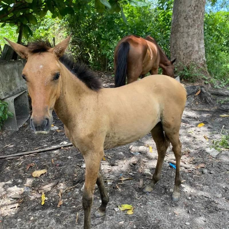 Imagem da campanha Potra