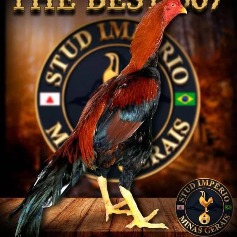 Imagem da campanha Casal filho do Big Red 007 The Best