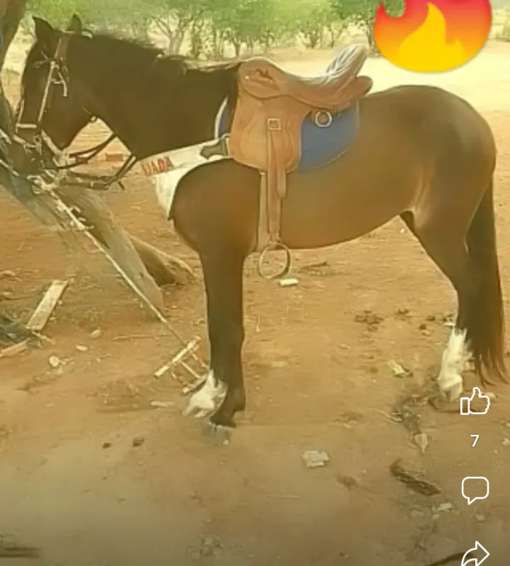 Imagem da campanha Rifa égua