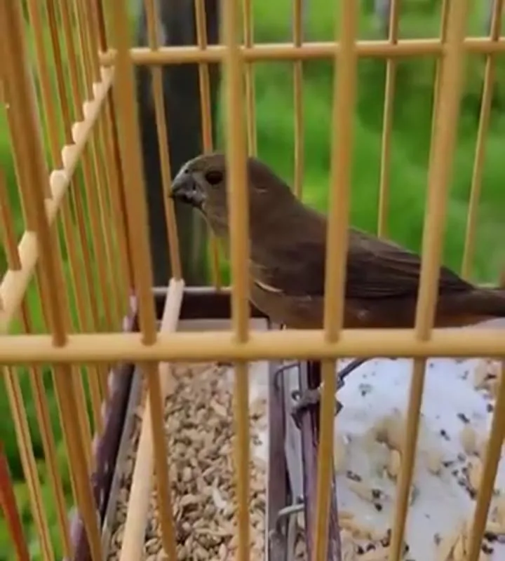 Imagem da campanha Curió