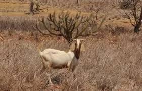 Imagem da campanha Rifa bode ou 200 no pix