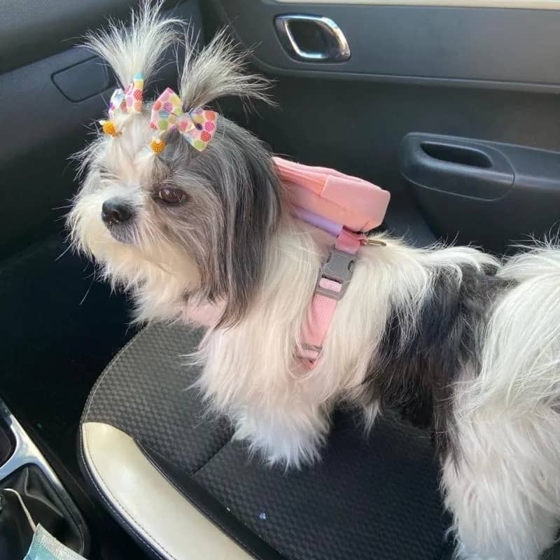 Imagem da campanha Cachorra