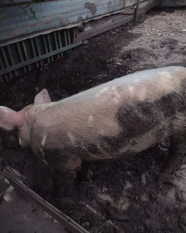 Imagem da campanha Em pról de uma cirurgia