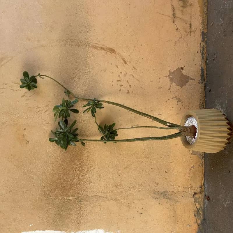 Imagem da campanha Arrecadação Grupo Gaia