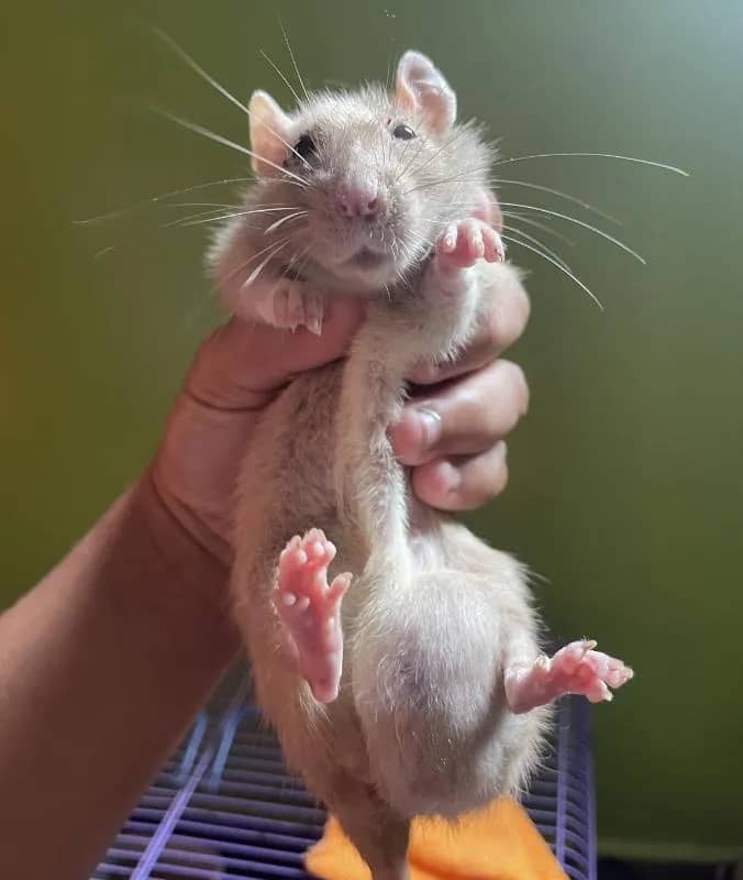 Imagem da campanha Ajuda para cirurgia da Dakota