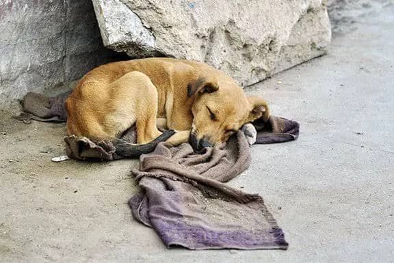 Imagem da campanha Abrigos para cachorros de rua