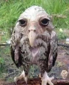 Imagem da campanha Ygh