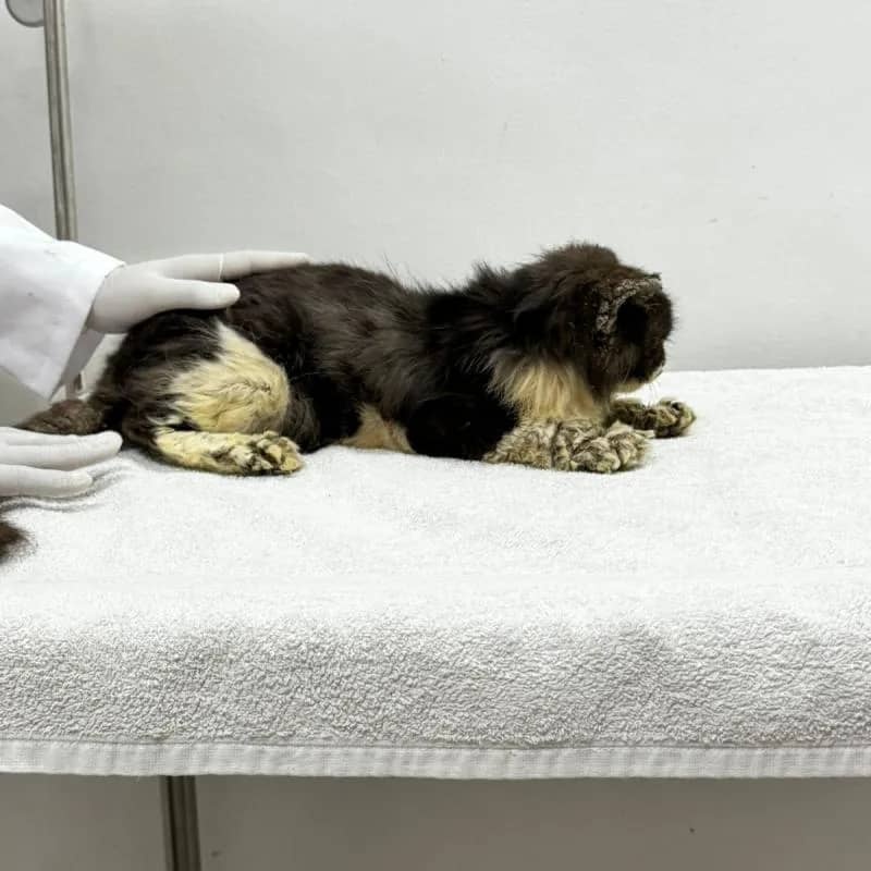 Imagem da campanha Ajude a Dora