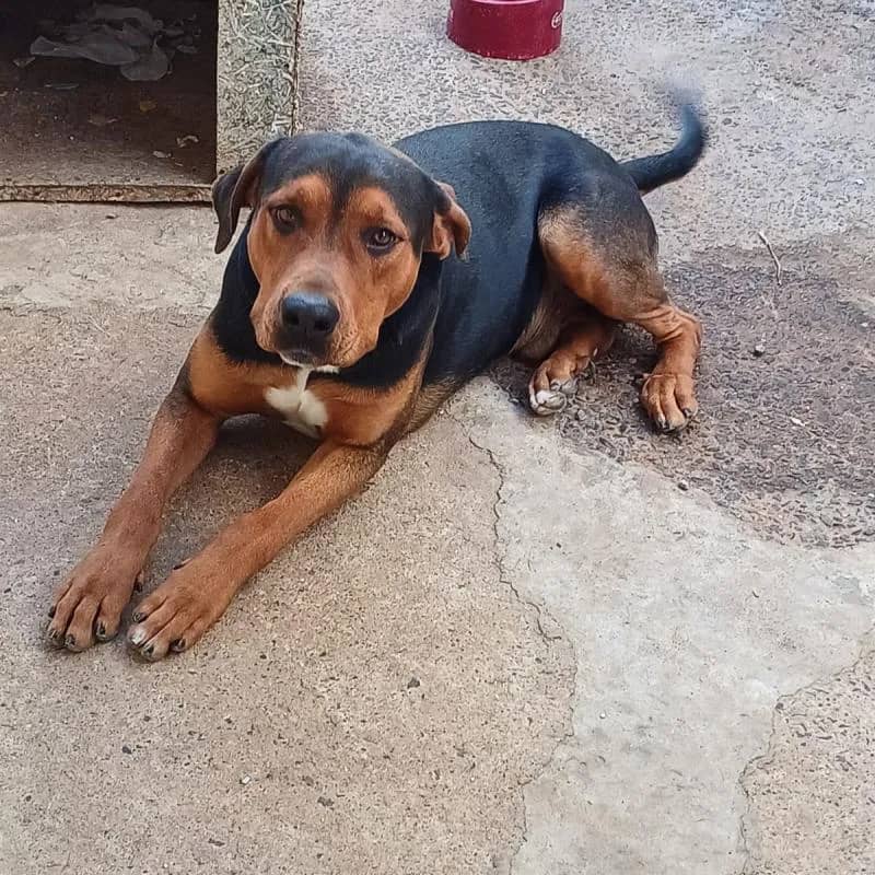 Imagem da campanha Ovo de Páscoa tradicional 2kg