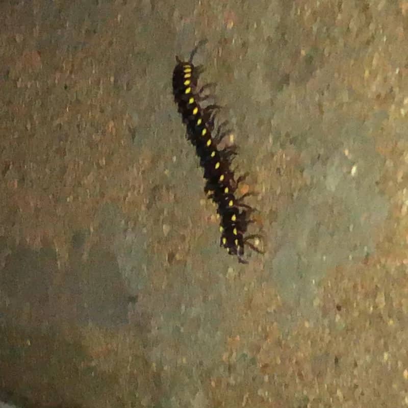 Imagem da campanha Lagarta