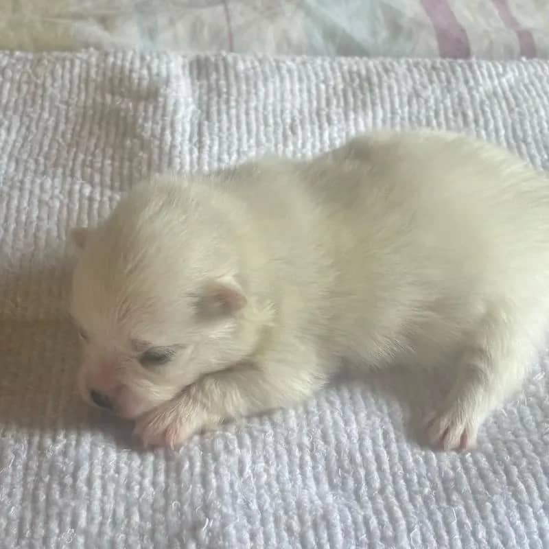 Imagem da campanha Sptiz Alemão Macho, raça pura (documentos comprovatórios)