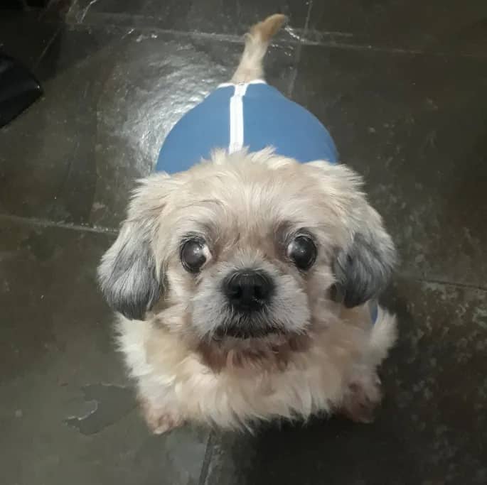 Imagem da campanha Ajude o Snoopy