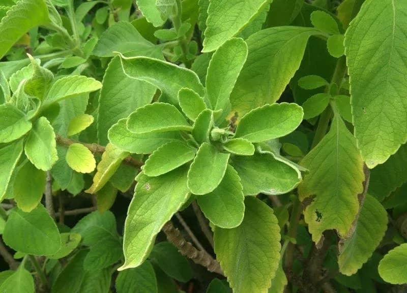 Imagem da campanha Ação  erva medicinal 25 .