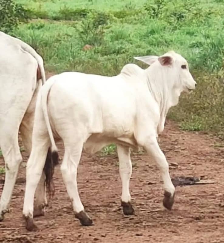 Imagem da campanha Bezerro nelore