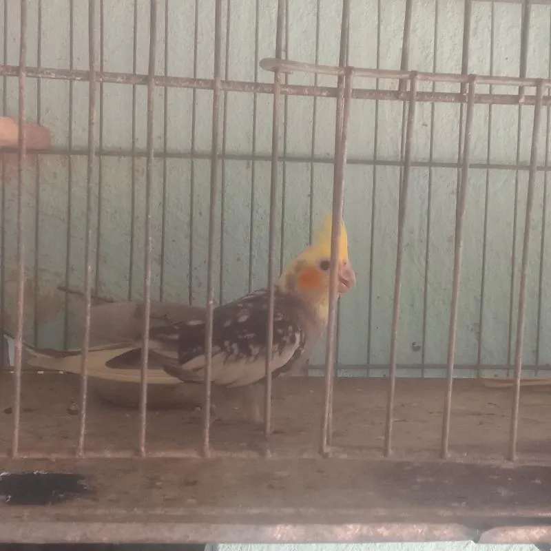 Imagem da campanha Calopsita