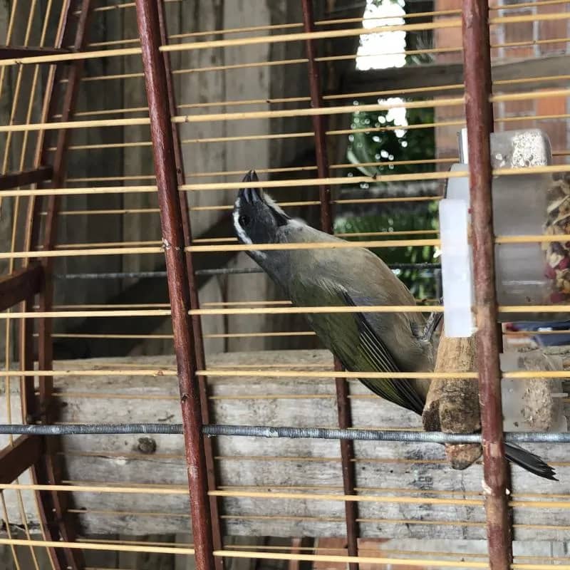 Imagem da campanha Rifa-se dois trinca ferro