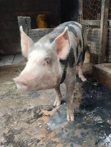 Imagem da campanha Porco ou 400R$