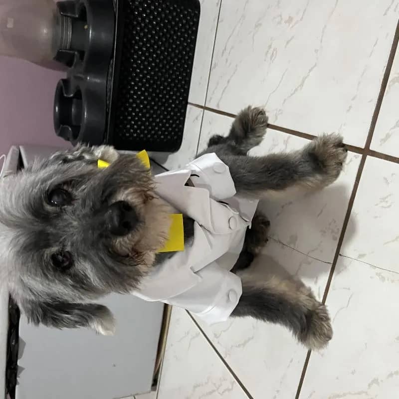 Imagem da campanha Rifa pelo tratamento da Sasha