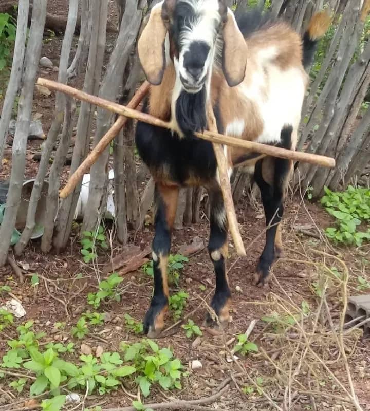 Imagem da campanha Rifa-se um bode