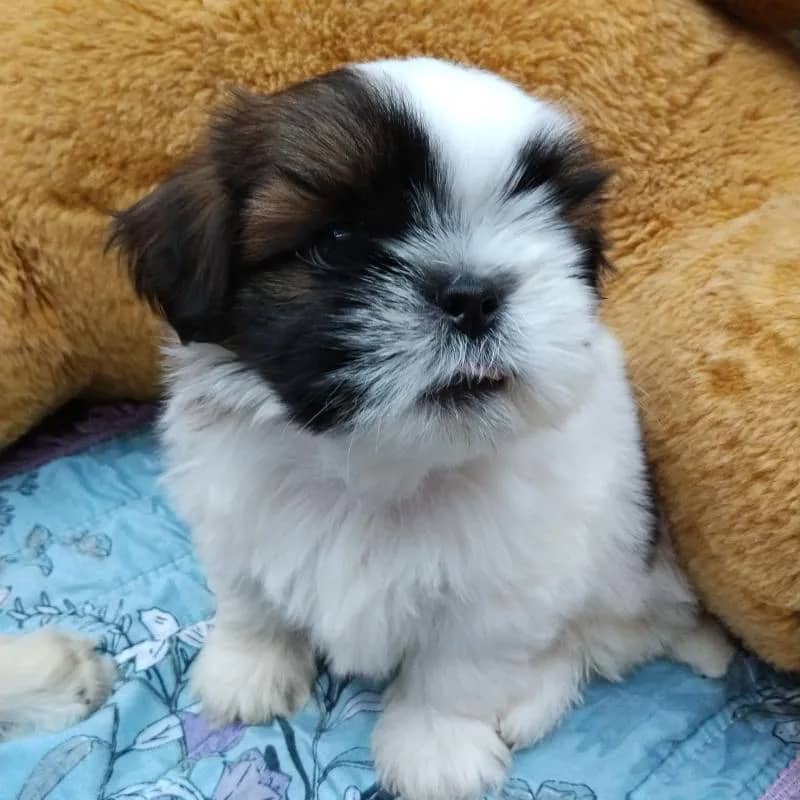 Imagem da campanha Shith Tzu