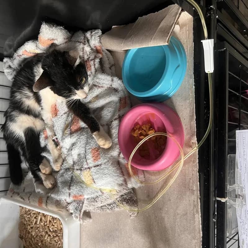 Imagem da campanha Rifa Akira