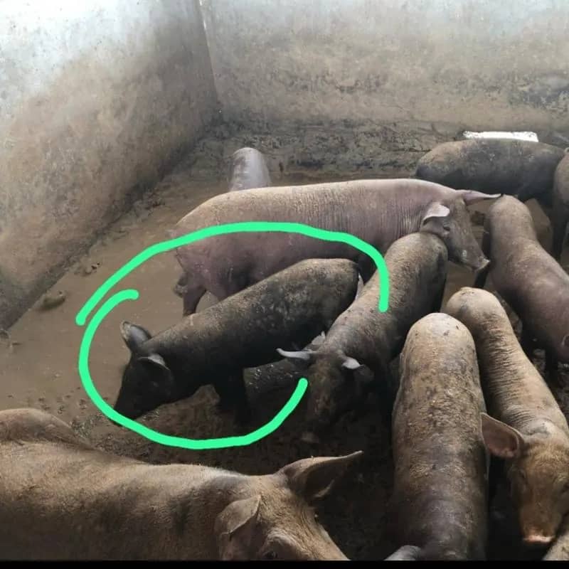 Imagem da campanha AÇÃO ENTRE AMIGOS