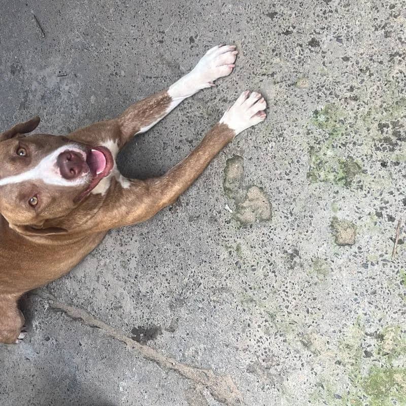 Imagem da campanha Ajuda