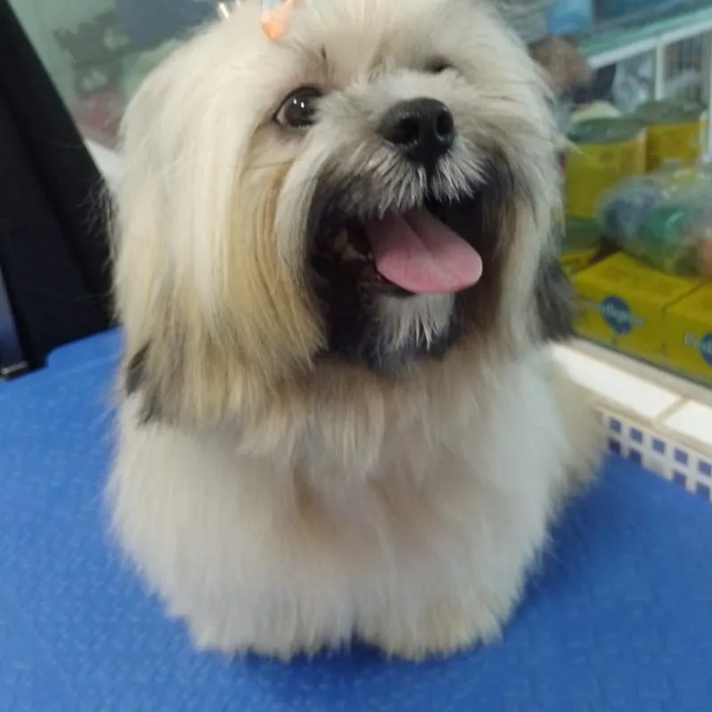 Imagem da campanha Acampamento