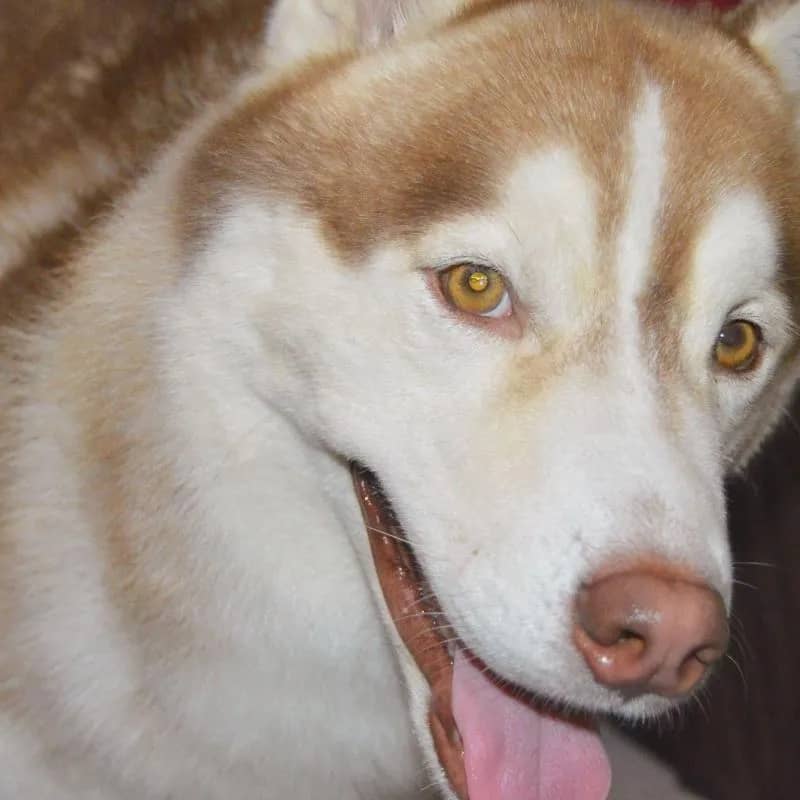 Imagem da campanha Rifa solidária - Apollo