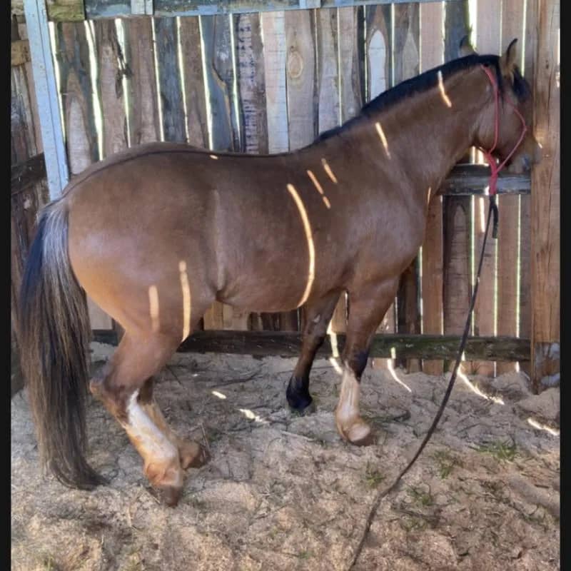 Imagem da campanha Prêmio cavalo crioulo gateado manso idade em torno de uns 4-5 anos