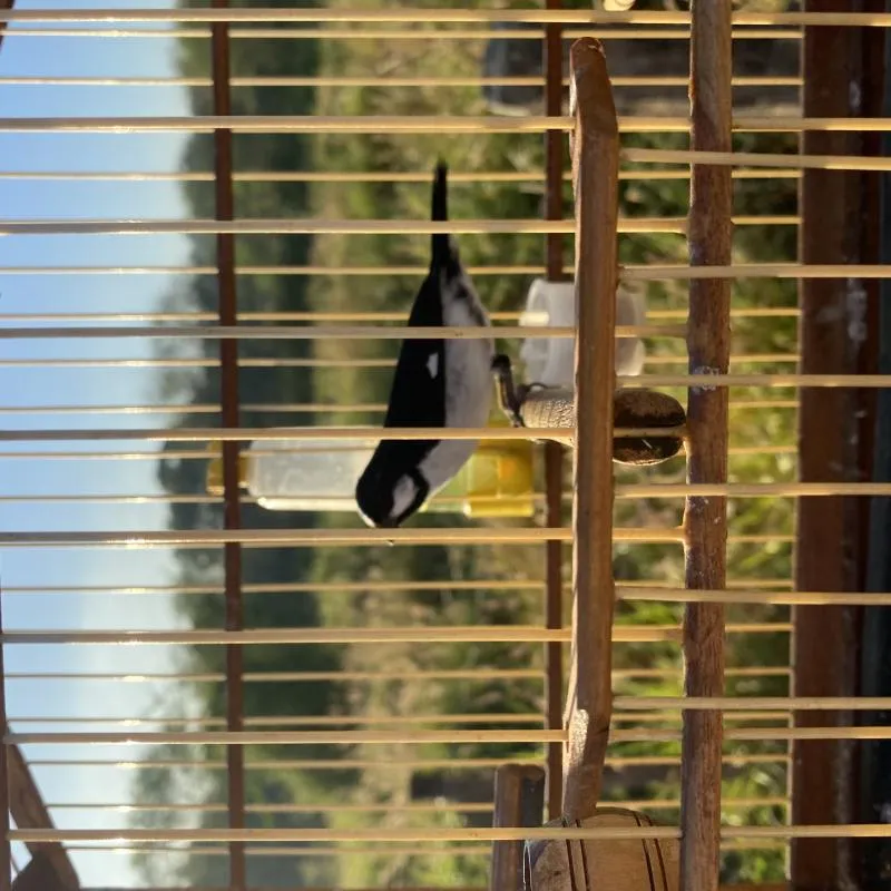 Imagem da campanha Rifa dos pássaros