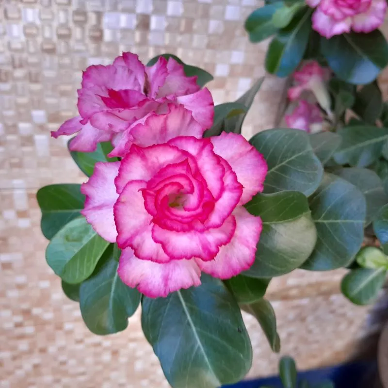 Imagem da campanha Para ganhar rosa do deserto