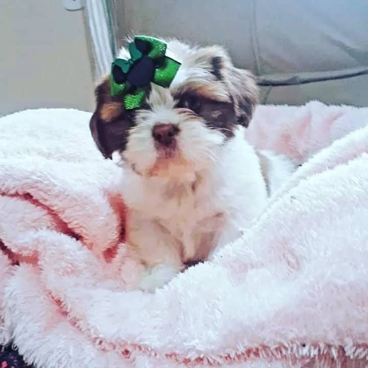 Imagem da campanha Ajudem a mel com a Cesária