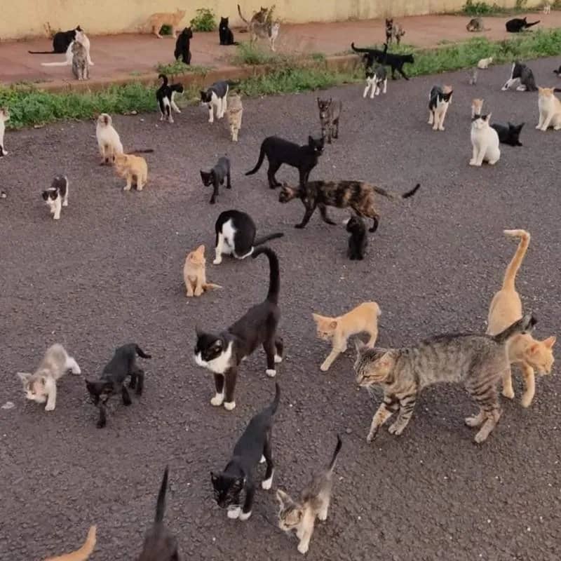Imagem da campanha RIFA GATINHOS ABANDONADOS
