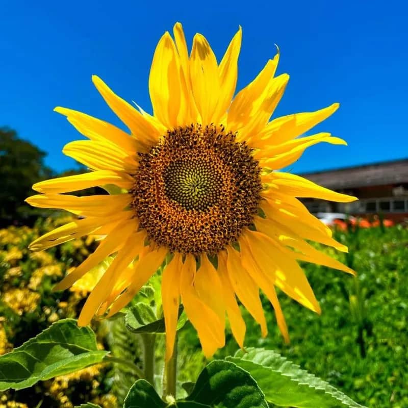 Imagem da campanha Ação solidária