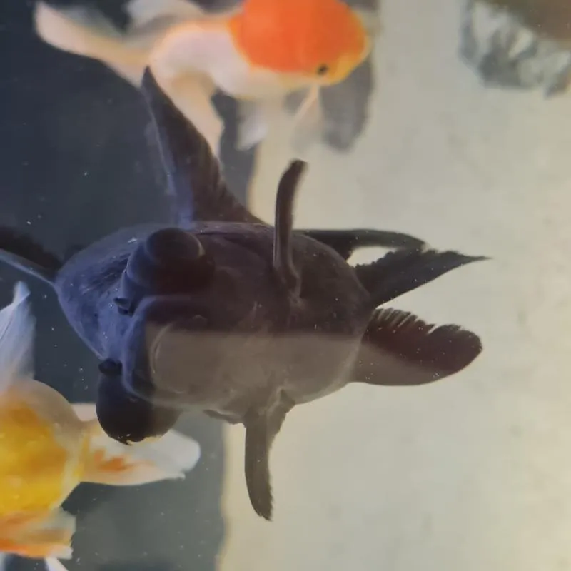 Imagem da campanha Romaria 2024