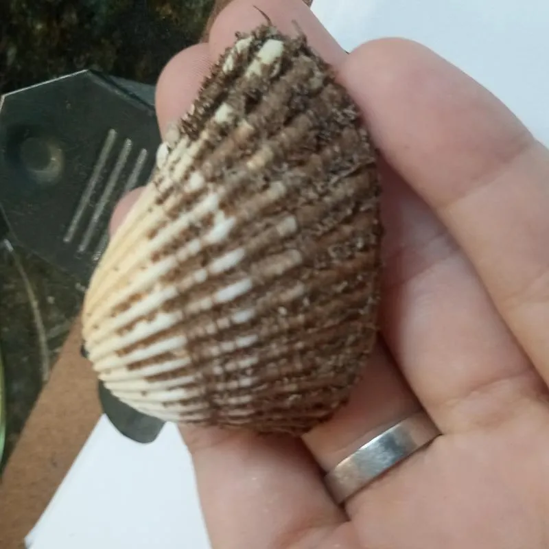 Imagem da campanha conha