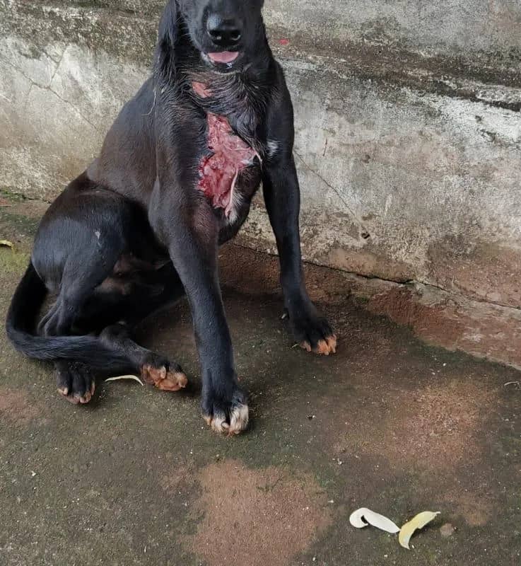 Imagem da campanha Custos com o tratamento do doguinho de rua !