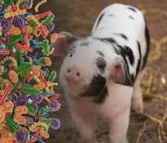 Imagem da campanha Ajude o Galo