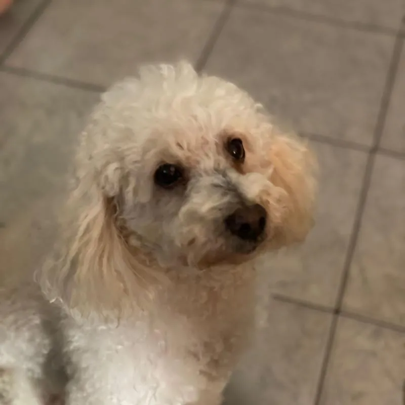 Imagem da campanha Ajuda pra comprar a ração