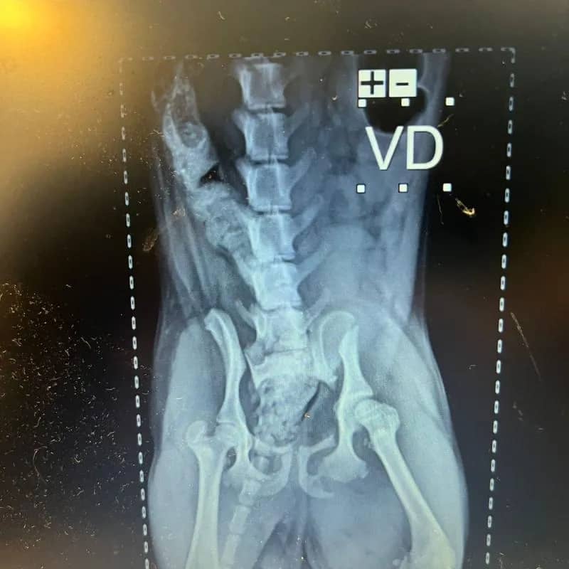 Imagem da campanha Rifa em prol cirurgia da Luna