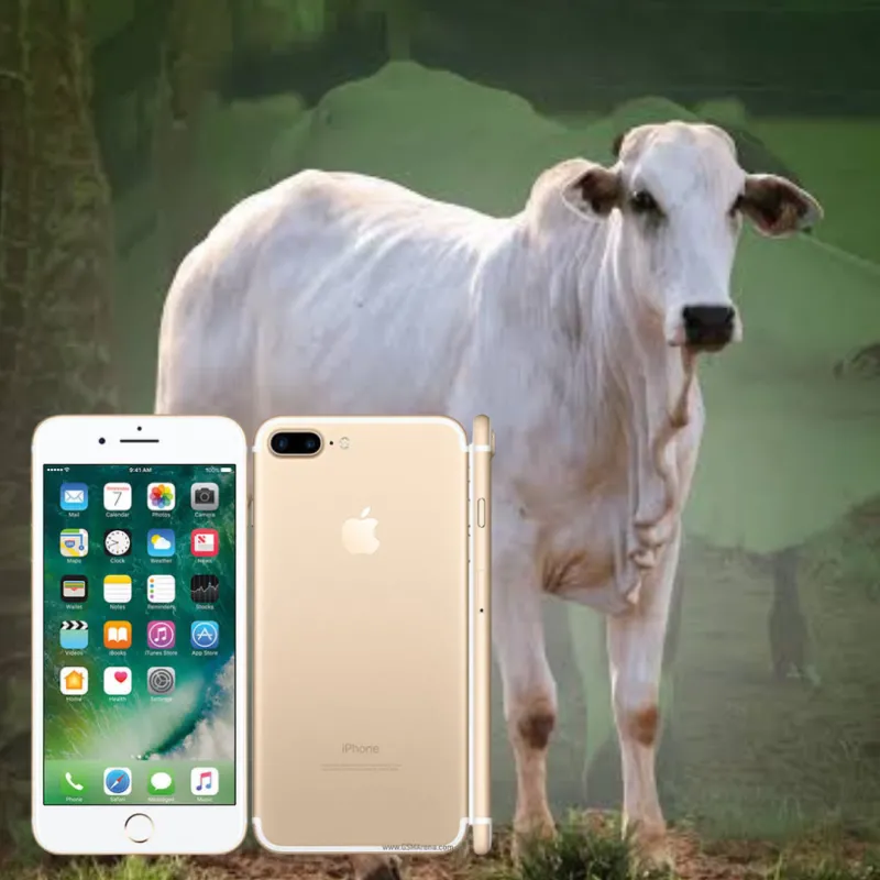Imagem da campanha RIFA BENEFICENTE 1 Novilha e 1 IPhone 7 Plus 128gb