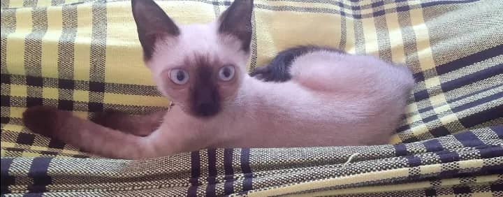 Imagem da campanha Saúde da amora