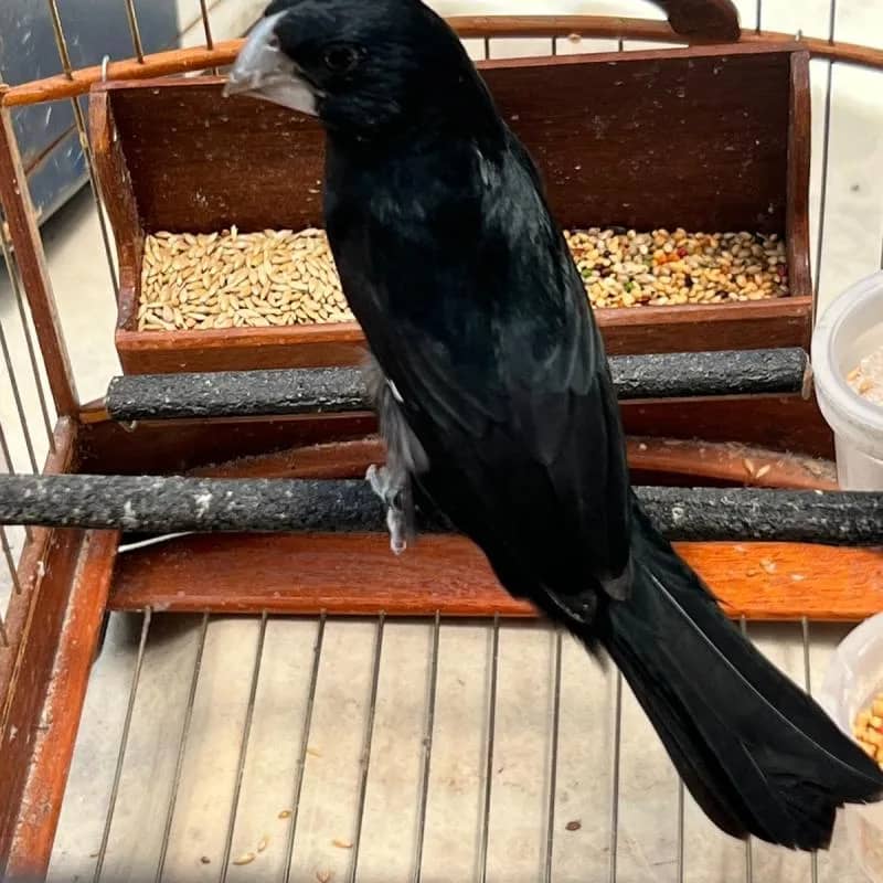 Imagem da campanha Rifa bicudo NF